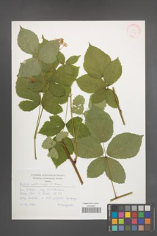 Rubus orthostachys [KOR 30497]