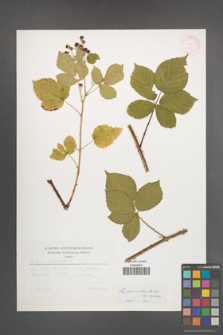 Rubus orthostachys [KOR 31410]