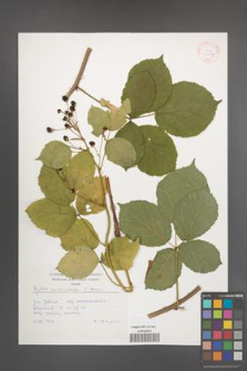 Rubus orthostachys [KOR 30498]