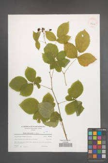Rubus orthostachys [KOR 39651]