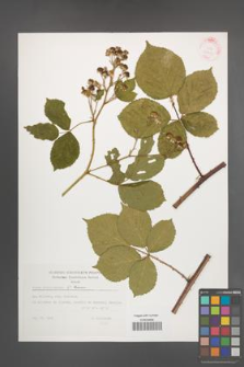 Rubus orthostachys [KOR 32404]