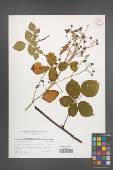 Rubus orthostachys [KOR 54067]