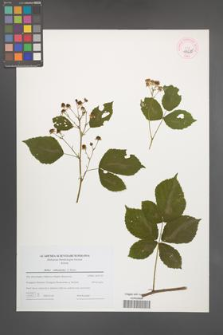 Rubus orthostachys [KOR 44688]