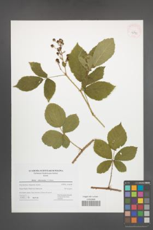 Rubus orthostachys [KOR 42793]