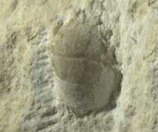 Eodromites bernchrisdomiorum