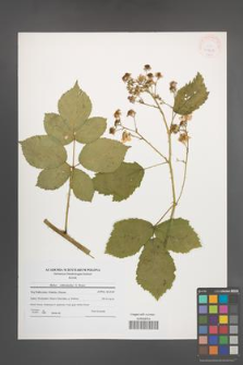 Rubus orthostachys [KOR 41261]