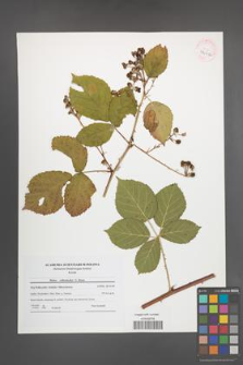 Rubus orthostachys [KOR 42012]
