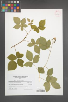 Rubus orthostachys [KOR 42351]