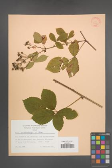 Rubus orthostachys [KOR 30732]