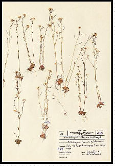 Arabidopsis thaliana (L.) Heynh.