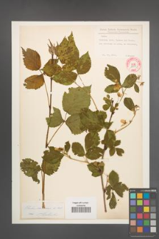 Rubus nessensis [KOR 30757]