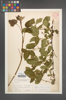 Rubus nessensis [KOR 30755]