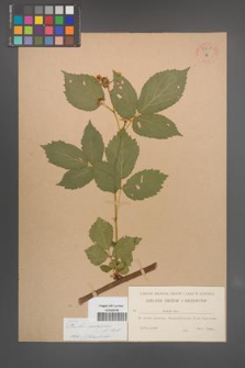 Rubus nessensis [KOR 54870]