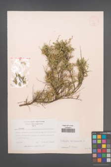 Anthyllis hermanniae [KOR 11953]