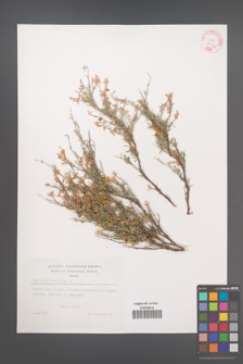 Anthyllis hermanniae [KOR 29331]