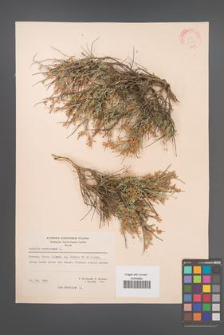 Anthyllis hermanniae [KOR 21029]