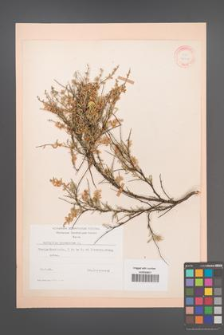 Anthyllis hermanniae [KOR 21033]