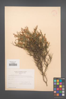 Anthyllis hermanniae [KOR 21064]
