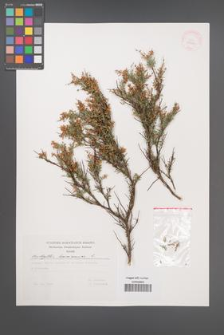 Anthyllis hermanniae [KOR 29641]