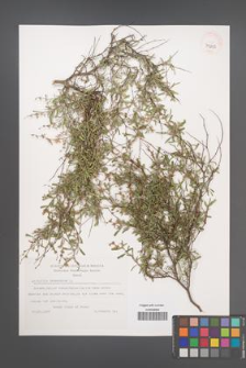 Anthyllis hermanniae [KOR 39333]