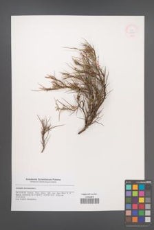 Anthyllis hermanniae [KOR 48791]