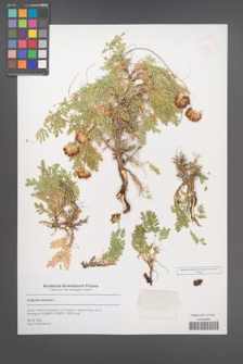 Anthyllis montana [KOR 53086]