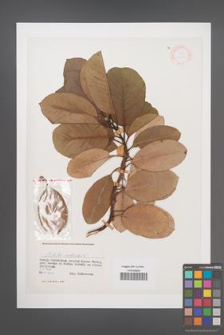 Arbutus andrachne [KOR 21090]