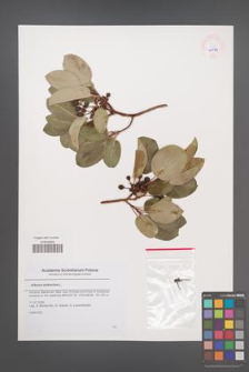 Arbutus andrachne [KOR 45584]