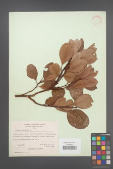 Arbutus andrachne [KOR 21079]