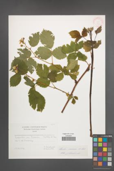 Rubus nessensis [KOR 6148]