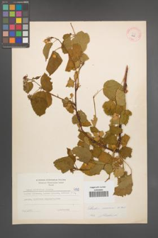 Rubus nessensis [KOR 6059]