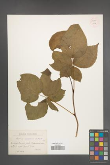 Rubus nessensis [KOR 54071]