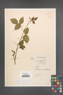 Rubus nessensis [KOR 10859]