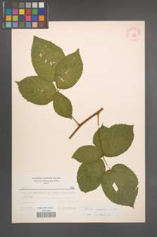 Rubus nessensis [KOR 7178]
