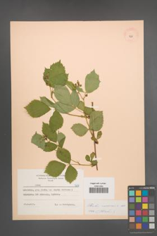 Rubus nessensis [KOR 7278]