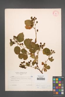 Rubus nessensis [KOR 7179]