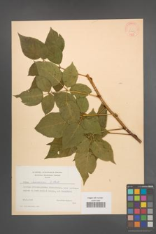 Rubus nessensis [KOR 30783]