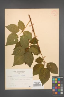 Rubus nessensis [KOR 30784]