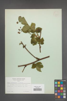 Rubus nessensis [KOR 30809]