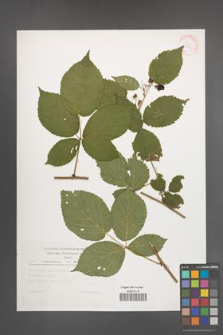 Rubus nessensis [KOR 30441]