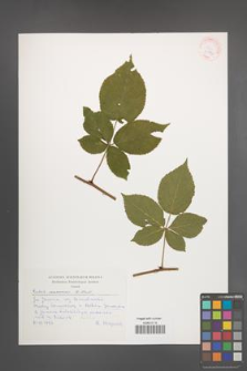 Rubus nessensis [KOR 30517]
