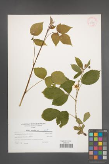 Rubus nessensis [KOR 39784]