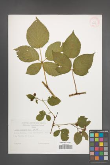 Rubus nessensis [KOR 32275]
