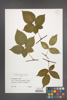 Rubus nessensis [KOR 54074]
