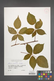 Rubus nessensis [KOR 29873]
