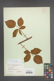 Rubus ochracanthus [KOR 11031]