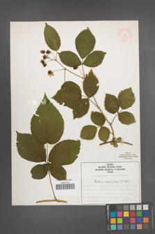 Rubus nessensis [KOR 51995]
