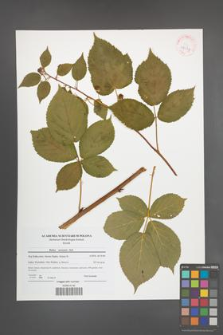 Rubus nessensis [KOR 42137]