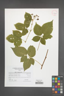 Rubus nessensis [KOR 42070]