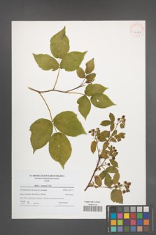 Rubus nessensis [KOR 40684]